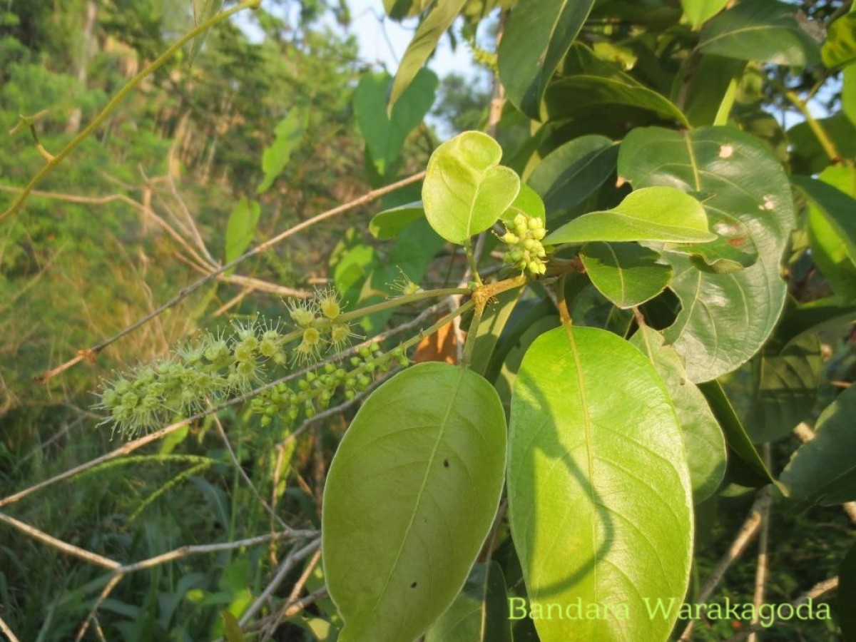 Terminalia chebula Retz.